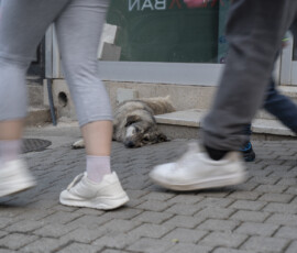 Tiere in Vikis Shelter in Nordmazedonien