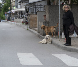 Tiere in Vikis Shelter in Nordmazedonien