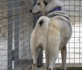 Pictures from the Argos Animal Sanctuary in Cyprus