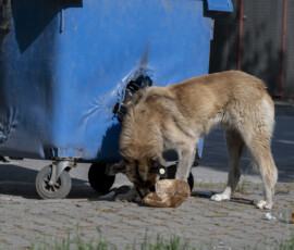 Tiere in Vikis Shelter in Nordmazedonien