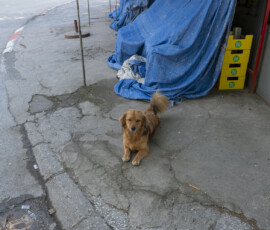 Tiere in Vikis Shelter in Nordmazedonien