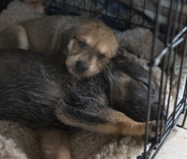 Pictures from the Argos Animal Sanctuary in Cyprus