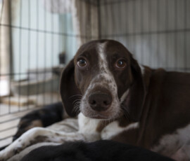 Pictures from the Argos Animal Sanctuary in Cyprus