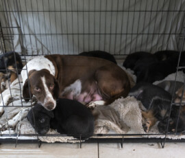Pictures from the Argos Animal Sanctuary in Cyprus