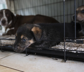 Pictures from the Argos Animal Sanctuary in Cyprus