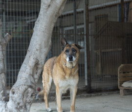Pictures from the Argos Animal Sanctuary in Cyprus