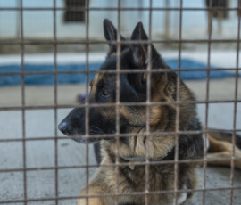 Pictures from the Argos Animal Sanctuary in Cyprus