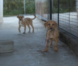 Pictures from the Argos Animal Sanctuary in Cyprus