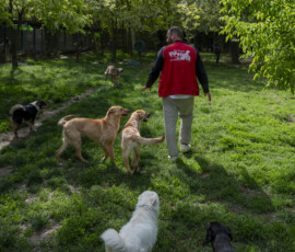 Tiere in Vikis Shelter in Nordmazedonien