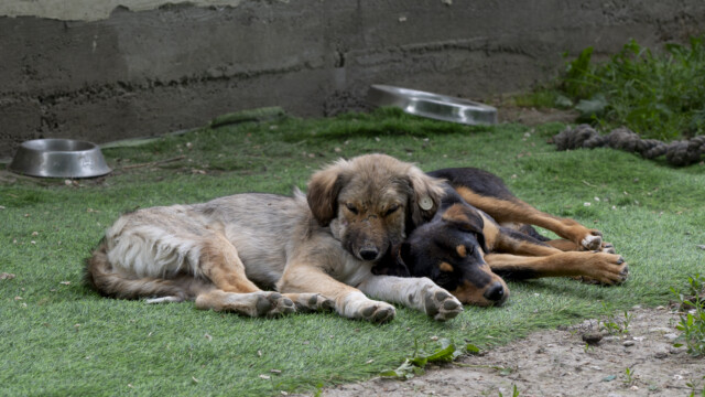 Tiere in Vikis Shelter in Nordmazedonien