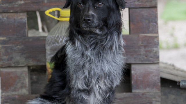 Tiere in Vikis Shelter in Nordmazedonien