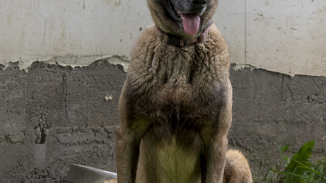 Tiere in Vikis Shelter in Nordmazedonien