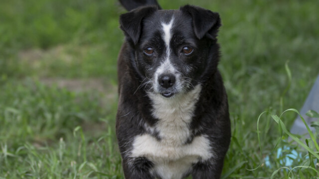 Tiere in Vikis Shelter in Nordmazedonien