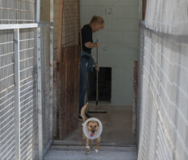 Pictures from the Argos Animal Sanctuary in Cyprus