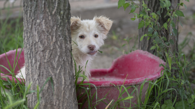 Tiere in Vikis Shelter in Nordmazedonien