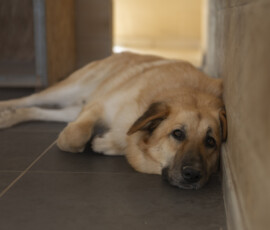 Pictures from the Argos Animal Sanctuary in Cyprus