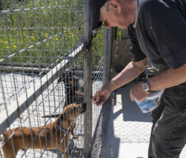 Pictures from the Argos Animal Sanctuary in Cyprus